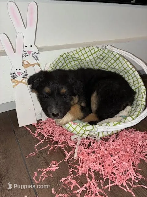 Snickers – Australian Shepherd, German Shepherd Dog puppy for sale in Crawford, CO