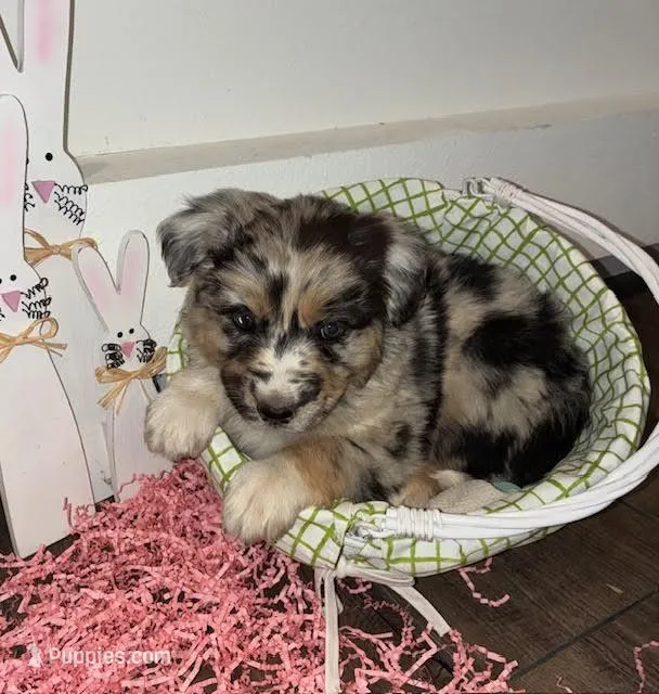 Anna – Australian Shepherd, German Shepherd Dog puppy for sale in Crawford, CO