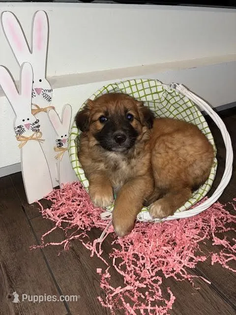 Belle – Australian Shepherd, German Shepherd Dog puppy for sale in Crawford, CO