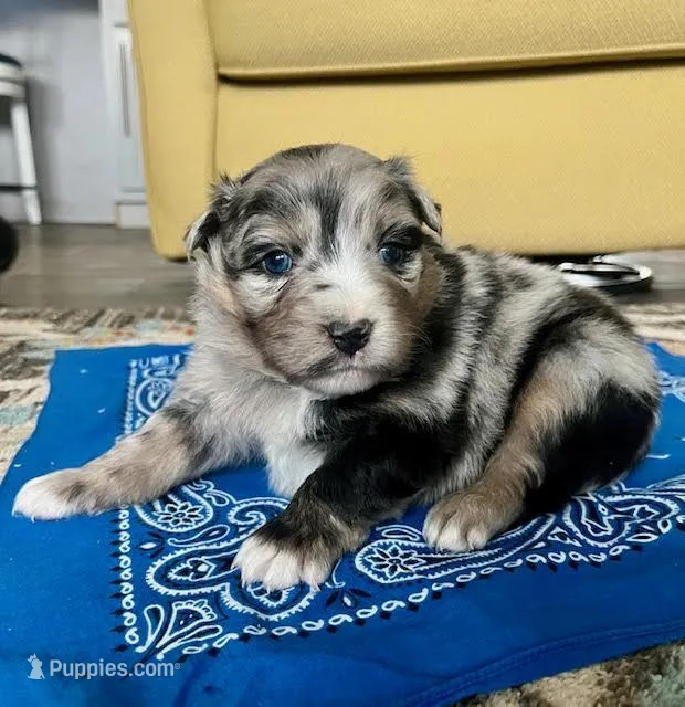 Beau – Australian Shepherd puppy for sale in Crawford, CO