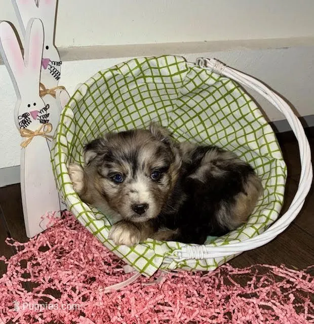 Beau – Australian Shepherd puppy on hold in Crawford, CO