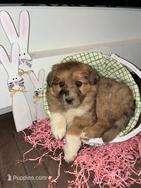 Pearl – Australian Shepherd, German Shepherd Dog puppy for sale in Crawford, CO