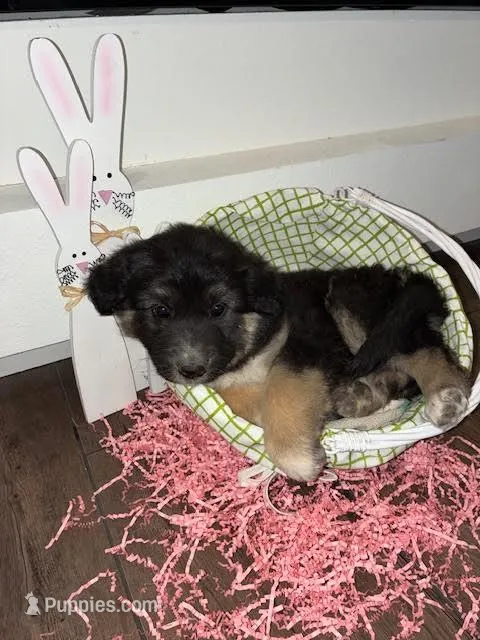 Sarah – Australian Shepherd, German Shepherd Dog puppy for sale in Crawford, CO