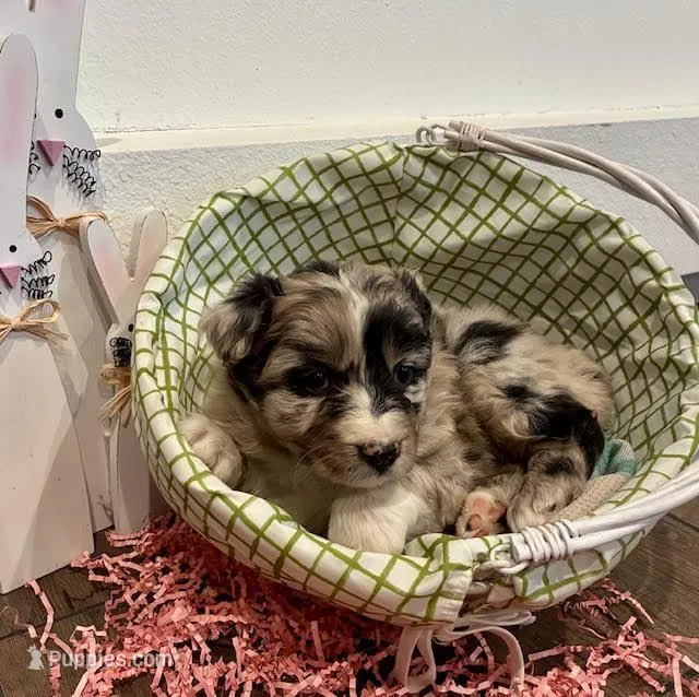 Bella – Australian Shepherd puppy for sale in Crawford, CO