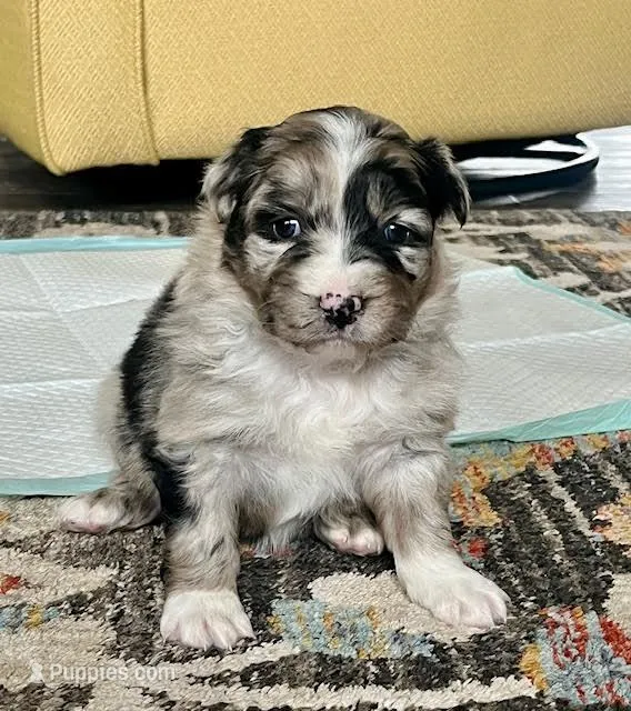 Bella – Australian Shepherd puppy for sale in Crawford, CO
