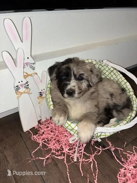 Buddy – Australian Shepherd, German Shepherd Dog puppy for sale in Crawford, CO