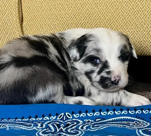 Butters – Australian Shepherd puppy for sale in Crawford, CO