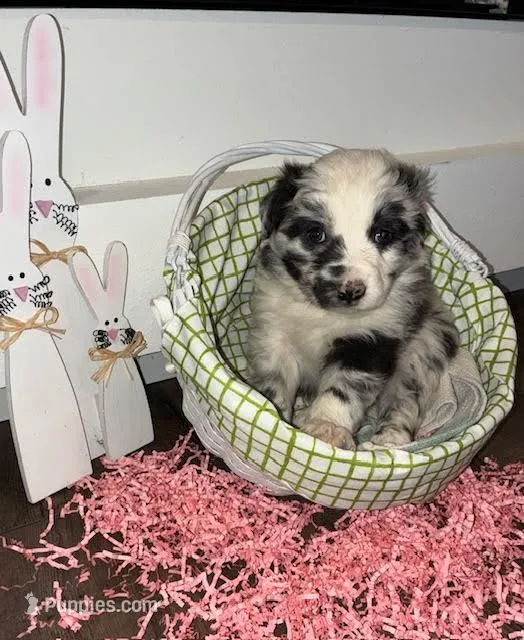 Butters – Australian Shepherd puppy for sale in Crawford, CO