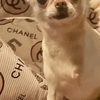 Stormi, a female Chihuahua for sale in Plaistow, NH – Photo 3 of 3