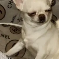 Stormi, a female Chihuahua for sale in Plaistow, NH – Photo 2 of 3