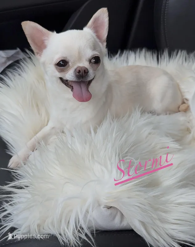 Stormi – Chihuahua puppy for sale in Plaistow, NH