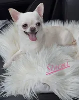 Stormi, a female Chihuahua for sale in Plaistow, NH – Photo 1 of 5