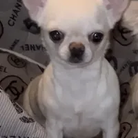 Stormi, a female Chihuahua for sale in Plaistow, NH – Photo 1 of 3