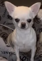 Stormi, a female Chihuahua for sale in Plaistow, NH – Photo 1 of 3