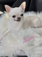 Stormi, a female Chihuahua for sale in Plaistow, NH – Photo 2 of 5