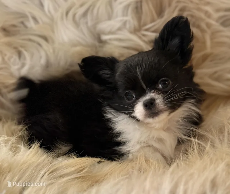 MaKenna – Chihuahua puppy for sale in Plaistow, NH