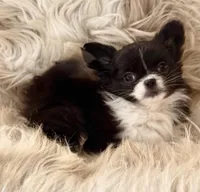 MaKenna, a female Chihuahua for sale in Plaistow, NH – Photo 6 of 6