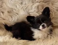 MaKenna, a female Chihuahua for sale in Plaistow, NH – Photo 4 of 6