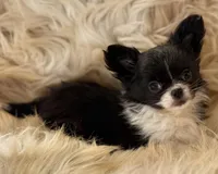 MaKenna, a female Chihuahua for sale in Plaistow, NH – Photo 2 of 6