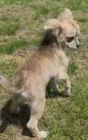 Piper, a female Chihuahua for sale in Plaistow, NH – 4 of 7