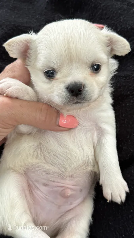 Nathan  – Chihuahua puppy for sale in Plaistow, NH