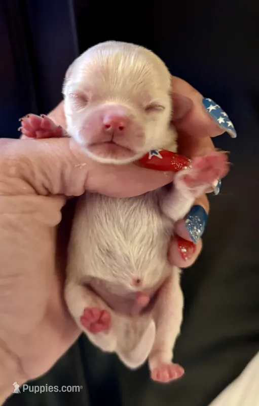 Nathan  – Chihuahua puppy for sale in Plaistow, NH