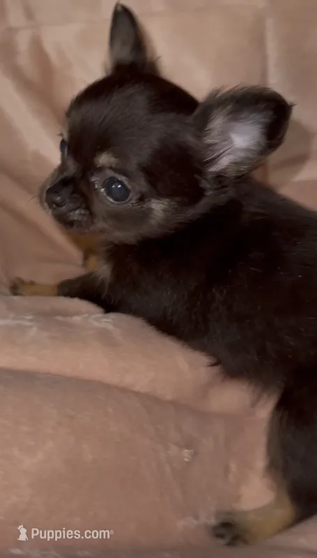 Lauren  – Chihuahua puppy for sale in Plaistow, NH