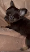 Lauren , a female Chihuahua for sale in Plaistow, NH – 1 of 1