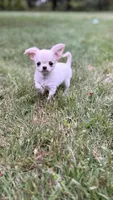 Noah, a male Chihuahua for sale in Plaistow, NH – 4 of 9