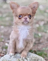 Peanut, a male Chihuahua for sale in Plaistow, NH – 2 of 10