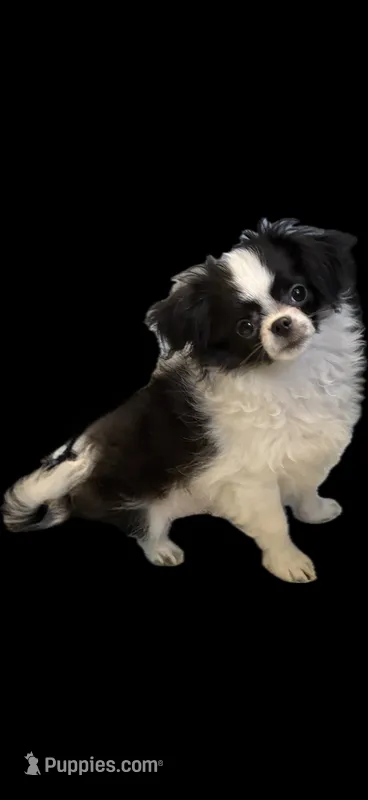 Patrick – Chihuahua puppy for sale in Plaistow, NH