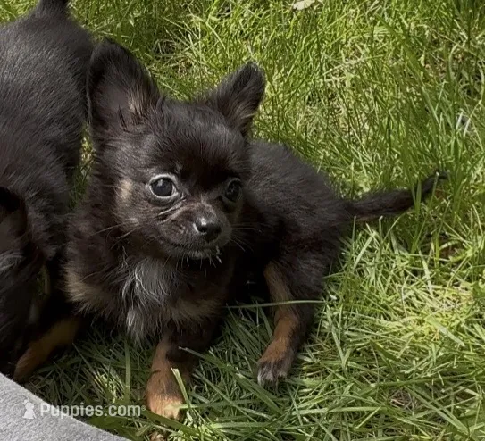 Lauren  – Chihuahua puppy for sale in Plaistow, NH