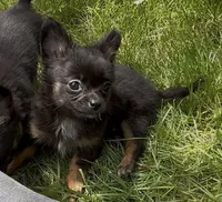 Lauren , a female Chihuahua for sale in Plaistow, NH – 1 of 4