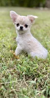 Naomi, a female Chihuahua for sale in Plaistow, NH – 2 of 7