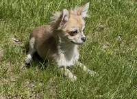 Piper, a female Chihuahua for sale in Plaistow, NH – 3 of 7