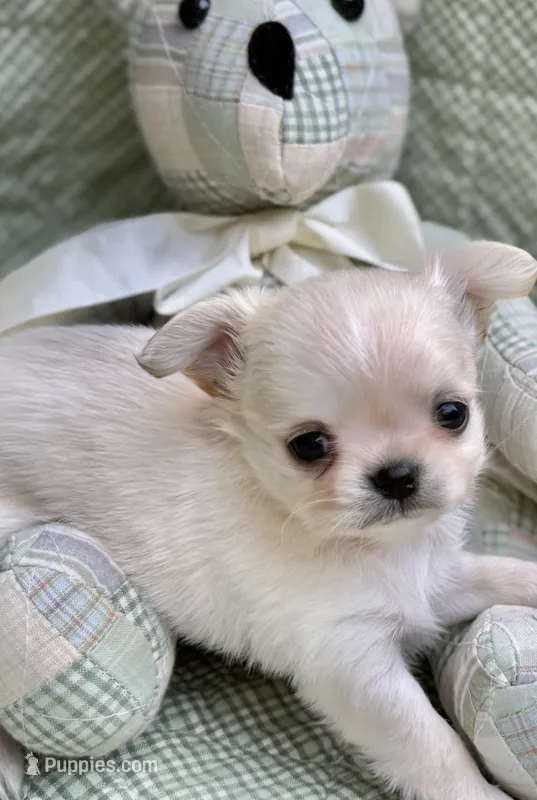Nitro – Chihuahua puppy for sale in Plaistow, NH