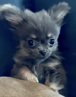Delilah , a female Chihuahua for sale in Plaistow, NH – 3 of 5