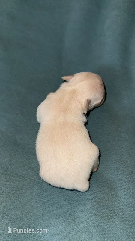 Nitro – Chihuahua puppy for sale in Plaistow, NH