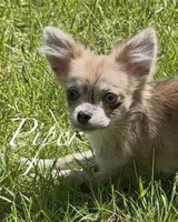 Piper, a female Chihuahua for sale in Plaistow, NH – 5 of 7