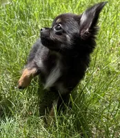 Laci, a female Chihuahua for sale in Plaistow, NH – 9 of 9
