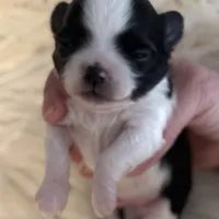 Patrick, a male Chihuahua for sale in Plaistow, NH – Photo 2 of 10