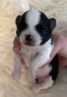 Patrick, a male Chihuahua for sale in Plaistow, NH – Photo 1 of 10