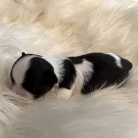 Patrick, a male Chihuahua for sale in Plaistow, NH – Photo 7 of 10