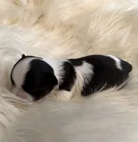 Patrick, a male Chihuahua for sale in Plaistow, NH – Photo 4 of 10