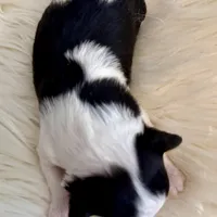 Patrick, a male Chihuahua for sale in Plaistow, NH – Photo 4 of 10