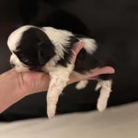 Patrick, a male Chihuahua for sale in Plaistow, NH – Photo 10 of 10