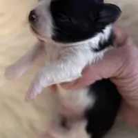 Patrick, a male Chihuahua for sale in Plaistow, NH – Photo 8 of 10