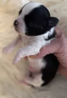 Patrick, a male Chihuahua for sale in Plaistow, NH – Photo 2 of 10