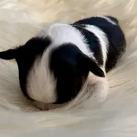 Patrick, a male Chihuahua for sale in Plaistow, NH – Photo 5 of 10