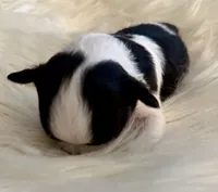 Patrick, a male Chihuahua for sale in Plaistow, NH – Photo 5 of 10